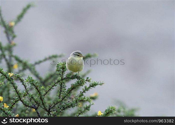 Sulphur bellied warbler, Phylloscopus griseolus, Leh Ladakh, Jammu and Kashmir, India