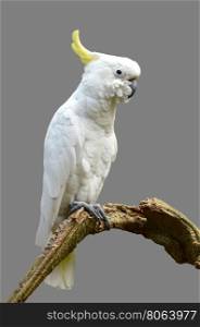Sulphur-crested Cockatoo isolated on gray background