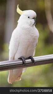 Sulphur crested cockatoo perched on a rail in the Grampians region of Australia