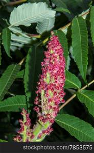 Sumac or Rhus born, uniting some 250 species of shrubs and small trees in the family Anacardiaceae