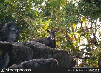 Sumatran Serow is resting on a rock