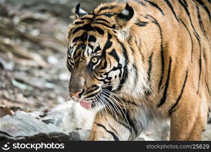 sumatran tiger closeup at the zoo