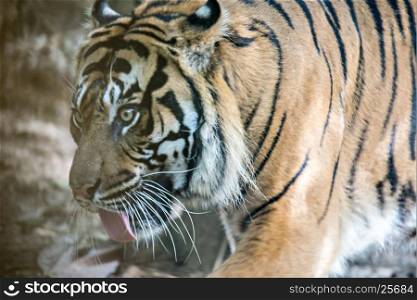sumatran tiger closeup at the zoo