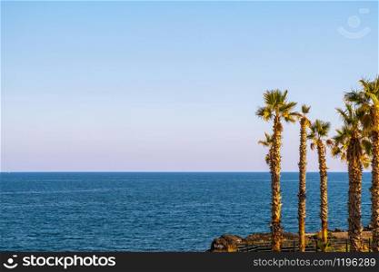 Summer 2020, palm trees with the blue sea in the background