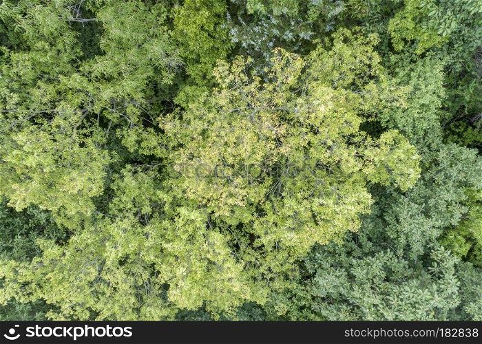 summer aerial view of green forest in MIssouri