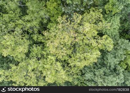 summer aerial view of green forest in MIssouri