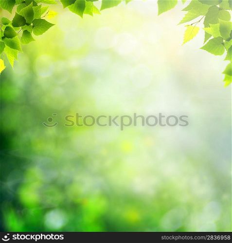 Summer afternoon in the forest, abstract natural backgrounds