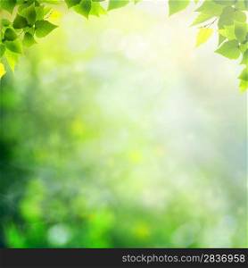 Summer afternoon in the forest, abstract natural backgrounds
