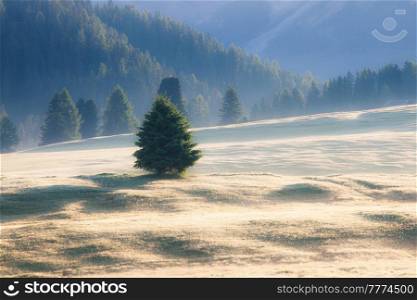Summer alpine meadow