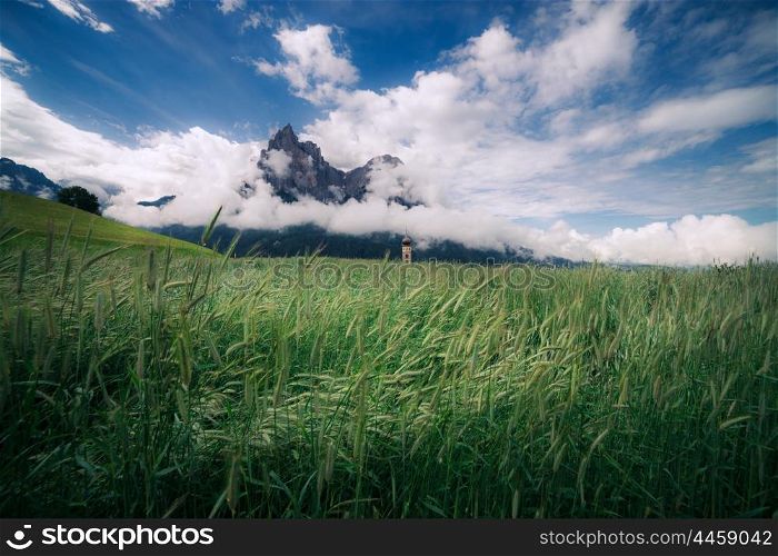 Summer alpine meadow. Dolomites mountains, Italy