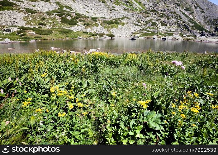 Summer alpine mountain lake