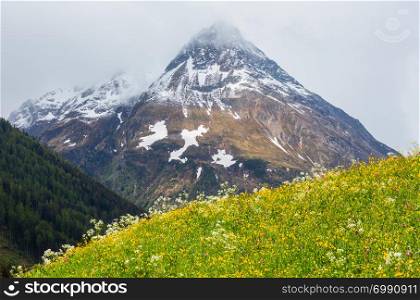 Summer Alps mountain landscape with blossoming slope (Silvretta Alps, Austria).