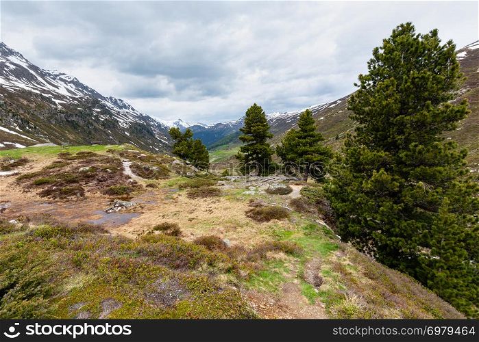 Summer Alps mountain landscape with meadow and pine tree (Fluela Pass, Switzerland)
