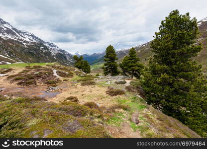 Summer Alps mountain landscape with meadow and pine tree (Fluela Pass, Switzerland)