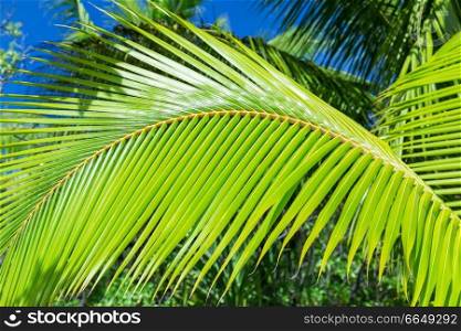 summer and exotic nature concept - green palm tree branch. green palm tree branch