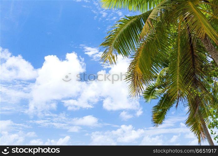 summer and exotic nature concept - palm tree over blue sky. palm tree over blue sky