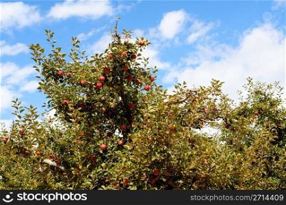 Summer Apple Tree. Red summer apple almost ready for the Autumn harvest and delivery to the farmers market