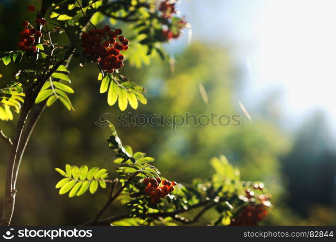 Summer ashberry in direct sunlight background hd. Summer ashberry in direct sunlight background