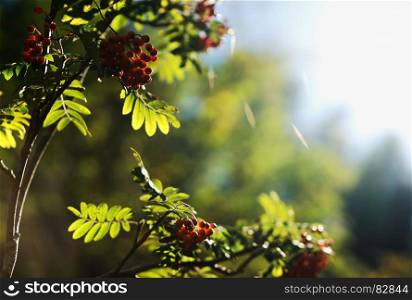 Summer ashberry in direct sunlight background hd. Summer ashberry in direct sunlight background