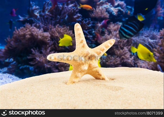 Summer background. Beauty summer background for summer time .Starfish on summer background