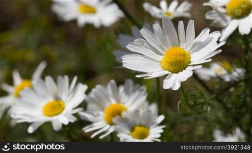 Summer background: daisies on a sunny meadow