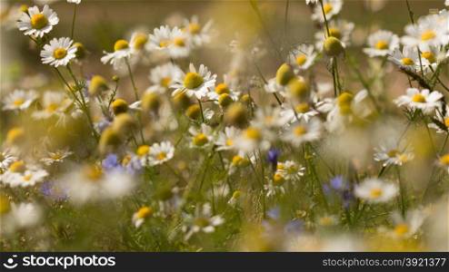 Summer background: daisies on a sunny meadow