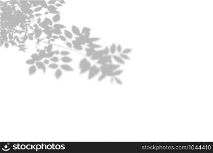Summer background of shadows tree on a white wall. White and Black for overlaying a photo or mockup.. Summer background of shadows tree on a white wall. White and Black for overlaying a photo or mockup