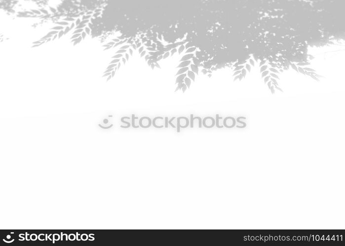 Summer background of shadows tree on a white wall. White and Black for overlaying a photo or mockup.. Summer background of shadows tree on a white wall. White and Black for overlaying a photo or mockup