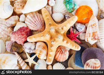 Summer background. Sea shells with sand as background