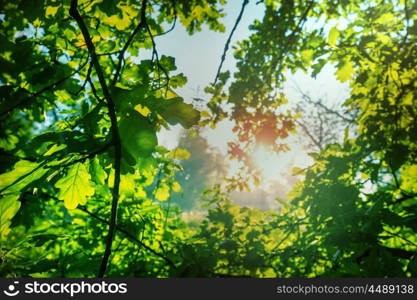 Summer background with tree leaves