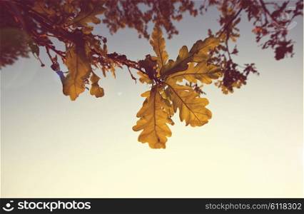 Summer background with tree leaves