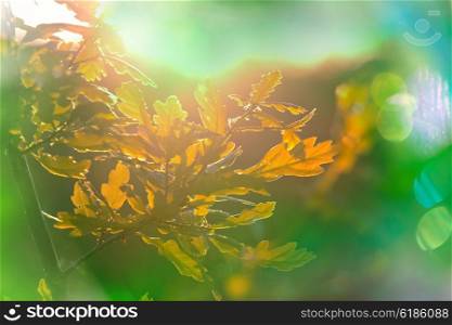 Summer background with tree leaves