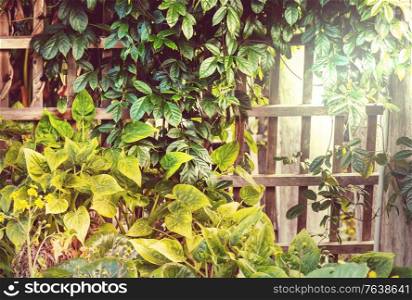 Summer background with tropical tree leaves