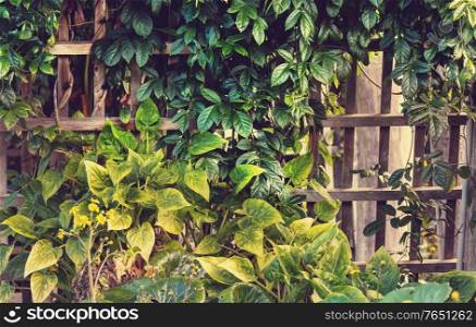 Summer background with tropical tree leaves