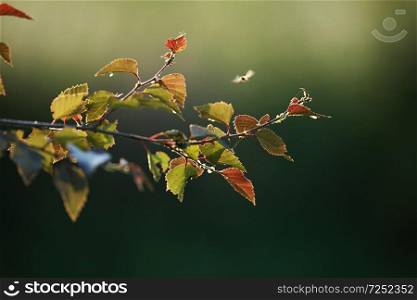 Summer background with young red birch leaves. Red birch branch. Birch branch as background.