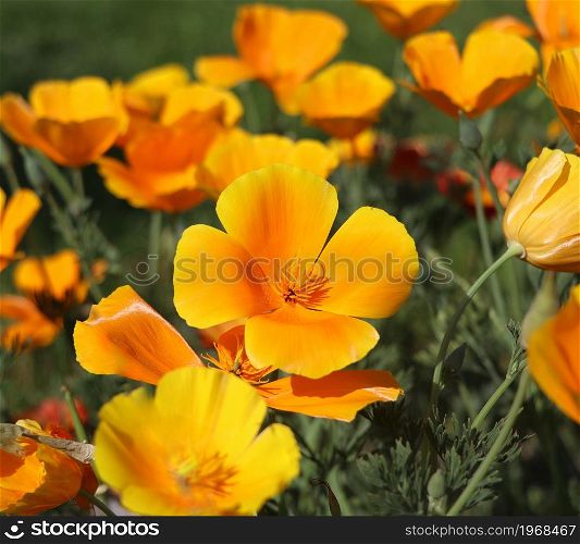 Summer backgroung. Flowers of eschscholzia californica or golden californian poppy, cup of gold, flowering plant in family papaveraceae .. Summer backgroung. Flowers of eschscholzia californica or golden californian poppy, cup of gold, flowering plant in family papaveraceae