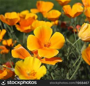 Summer backgroung. Flowers of eschscholzia californica or golden californian poppy, cup of gold, flowering plant in family papaveraceae .. Summer backgroung. Flowers of eschscholzia californica or golden californian poppy, cup of gold, flowering plant in family papaveraceae