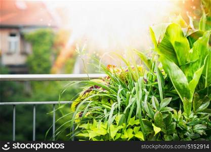 Summer Balcony and terrace plant with sunbeam at city background