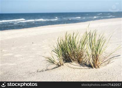 Summer beach dunes with marram grass and blue water, on Sylt island, at the North Sea, Germany. Beach background. Beach vacation landscape. Coastline
