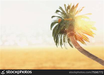 Summer beach with sea, palm tree and sunshine, retro toned. Summer beach with palms