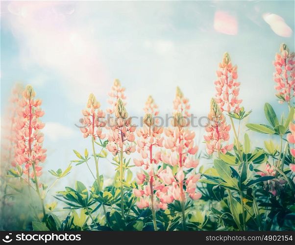 Summer beautiful flowers garden with pastel Lupines blooming, outdoor nature background