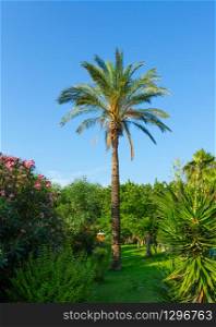 Summer beautiful park with palm tree in Kemer, Turkey