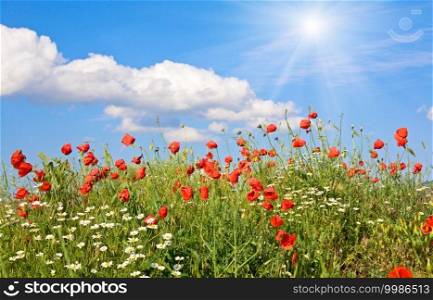 Summer beautiful red poppy and white camomile flowers on blue sky with cloud and sunshine background
