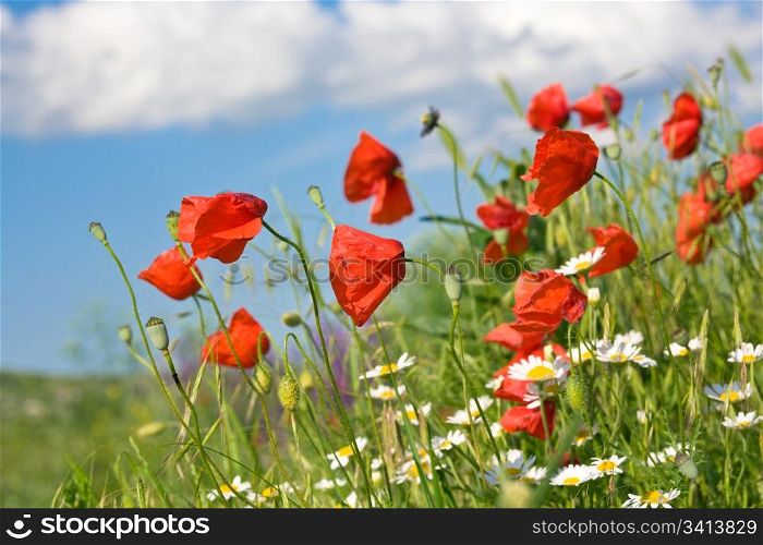 Summer beautiful red poppy and white camomile flowers on blue sky with cloud background