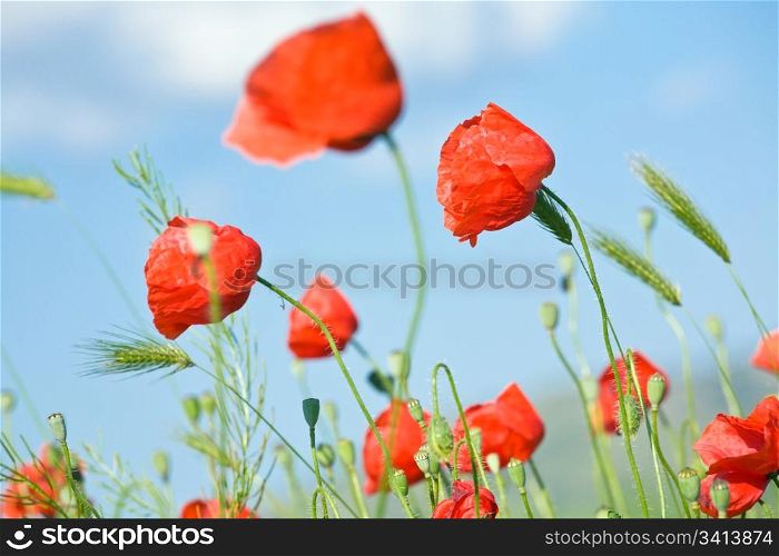 Summer beautiful red poppy flowers and green corn plant on blue sky background.