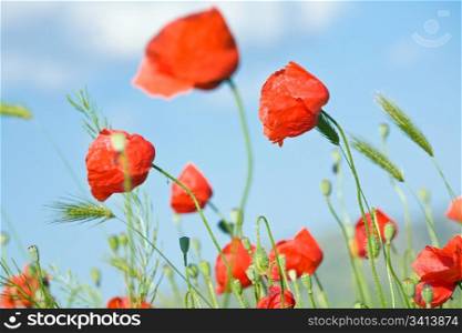 Summer beautiful red poppy flowers and green corn plant on blue sky background.