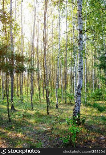 Summer birch forest