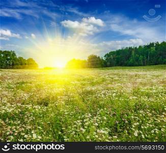 Summer blooming green meadow field with flowers with sun and blue sky