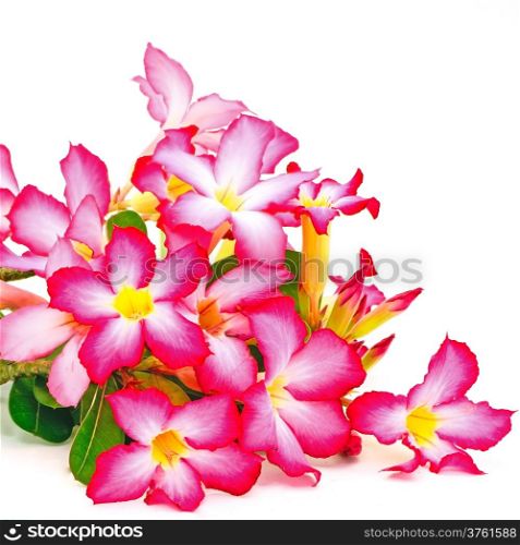 Summer blossom of Impala Lily, a beautiful red flower isolated on a white background