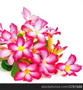 Summer blossom of Impala Lily, a beautiful red flower isolated on a white background